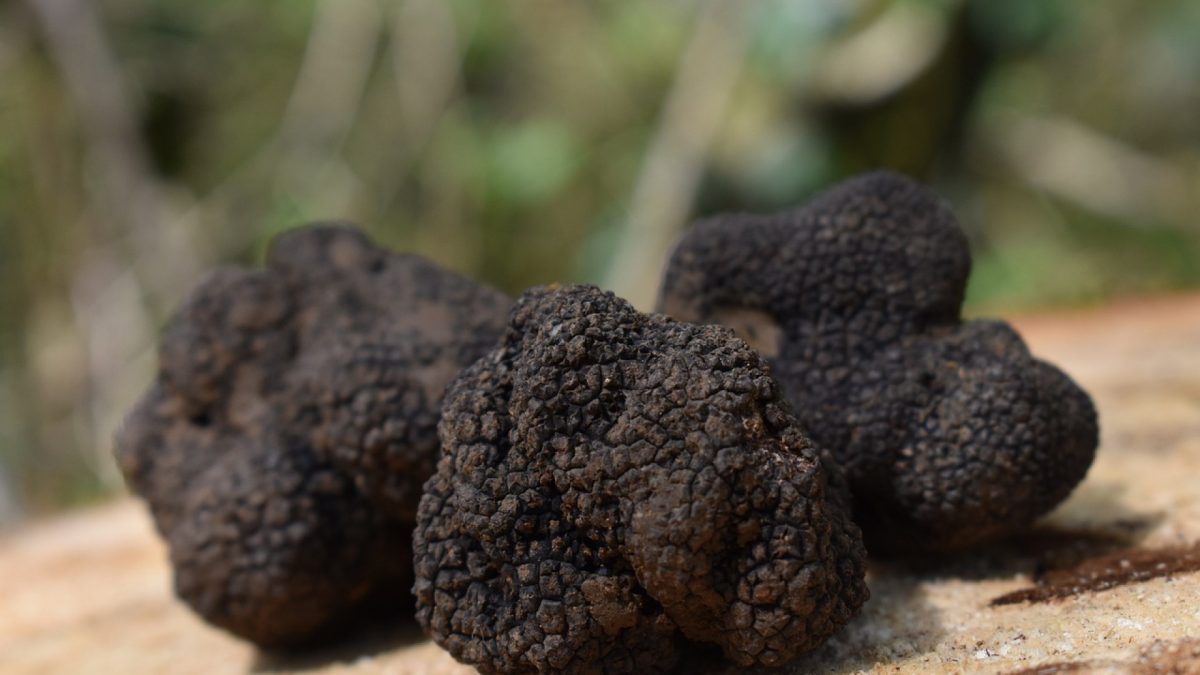 Comment bien choisir sa truffe ?
