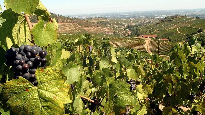Tout savoir sur les vins beaujolais