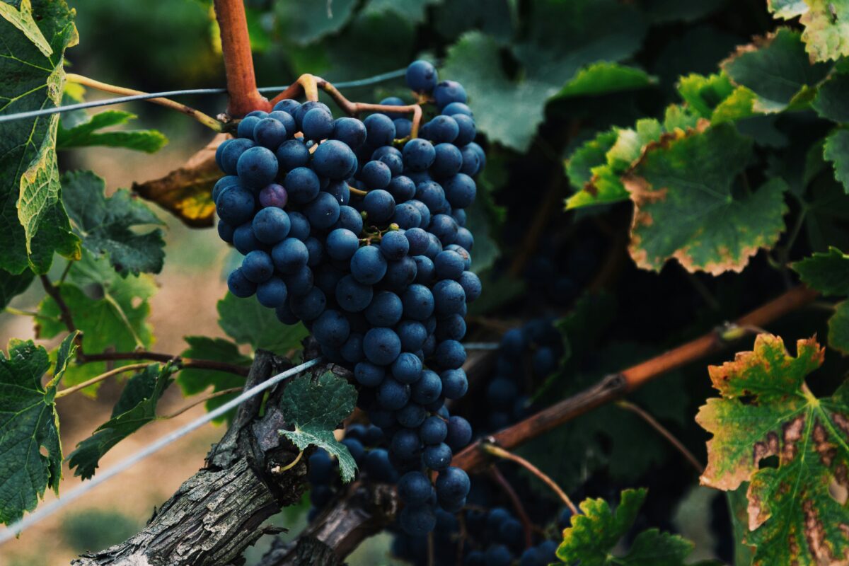 grappe de raisin