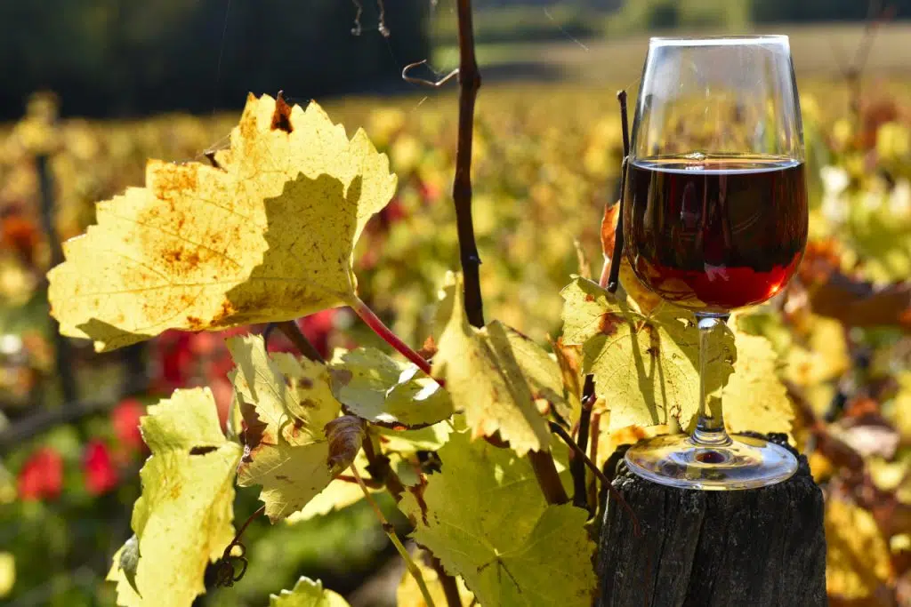 savoir sur les vins beaujolais